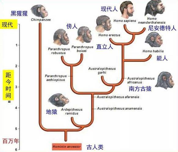 达尔文进化论攻略