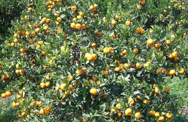 黄源蜜橘栽培起源于